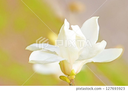 房子周圍鮮花盛開，四季皆有不同。初春時節，公園裡的樹上，開滿了白色的小玉蘭花。 127693923