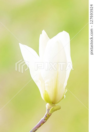 房子周圍鮮花盛開，四季皆有不同。初春時節，公園裡的樹上，開滿了白色的小玉蘭花。 127693924