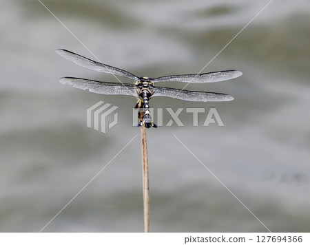 一隻雌性扇尾蜻蜓（蜻蜓）停在蘆葦上 127694366