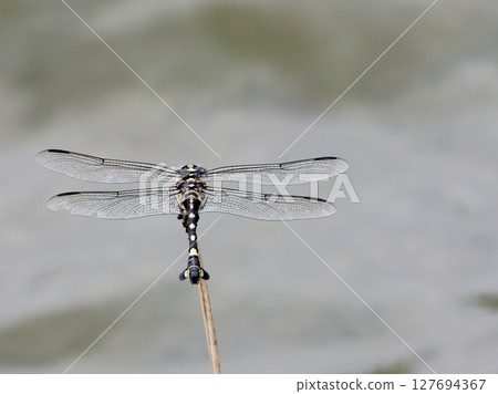 A female fan-tailed dragonfly (Dragonfly) resting on a reed A female fan-tailed dragonfly (Dragonfly) resting on a reed 127694367