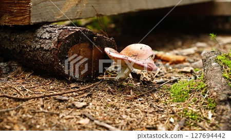 Close-up of a wild russula mushroom growing among dry pine needles in a Finnish forest. Simple northern nature, wild food concept, and visual calm in natural surroundings. Lapland. Nature background 127694442