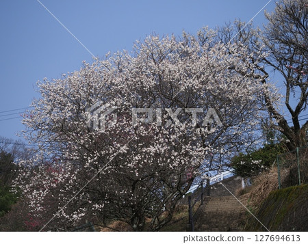 奈良廣橋梅林的梅花 127694613