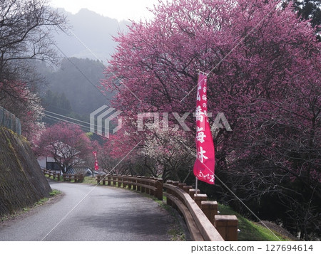 奈良廣橋梅林的梅花 127694614