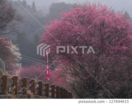 奈良廣橋梅林的梅花 127694615