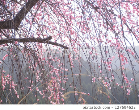 奈良廣橋梅林的梅花 奈良廣橋梅林的梅花 127694622