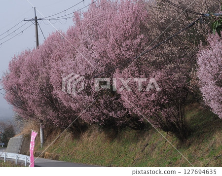 奈良廣橋梅林的梅花 奈良廣橋梅林的梅花 127694635