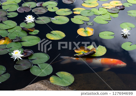 睡蓮中出現的紅白鯉魚 睡蓮中出現的紅白鯉魚 127694699