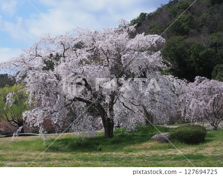 Cherry blossoms at Sagano Heiango 127694725