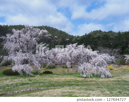 Cherry blossoms at Sagano Heiango Cherry blossoms at Sagano Heiango 127694727