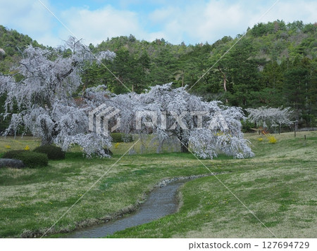 嵯峨野平安鄉的櫻花 嵯峨野平安鄉的櫻花 127694729