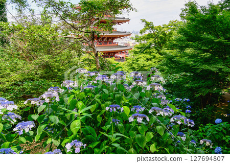 東京都日野市高幡不動繡球花節2025 東京都日野市高幡不動繡球花節2025 127694807