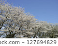 Cherry blossoms in full bloom shining in the blue sky 127694829