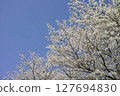 Cherry blossoms in full bloom shining in the blue sky 127694830