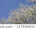Cherry blossoms in full bloom shining in the blue sky 127694831