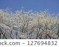 Cherry blossoms in full bloom shining in the blue sky 127694832
