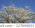 Cherry blossoms in full bloom shining in the blue sky 127694833