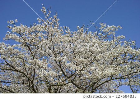 Cherry blossoms in full bloom shining in the blue sky Cherry blossoms in full bloom shining in the blue sky 127694833