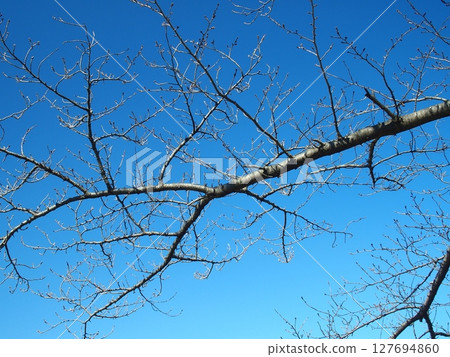 早春時節，櫻花樹開滿花蕾，藍天白雲 127694860