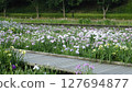Iris flowers in full bloom 127694877