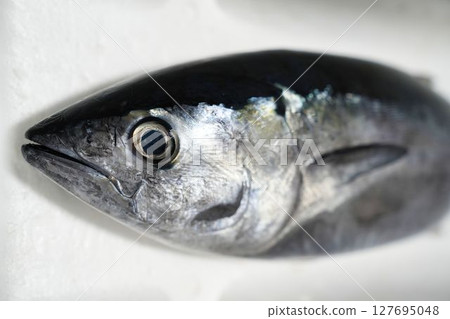 Extremely fresh bluefin tuna 127695048