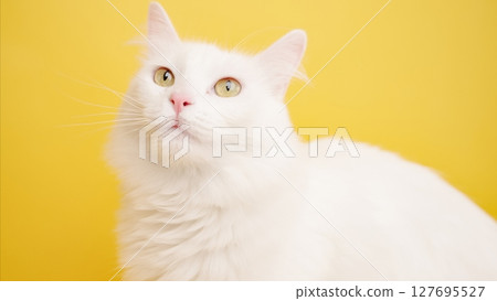 White turkish angora cat posing on yellow background 127695527