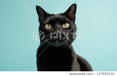 Black cat posing on light blue background 127695530