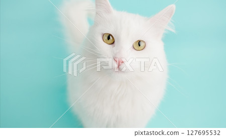 Turkish angora cat posing on light blue background 127695532