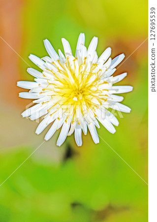 房子周圍鮮花盛開 - 各個季節 - 可愛的白色小蒲公英在田野裡盛開。 127695539