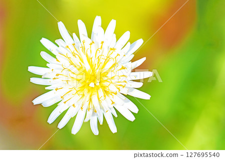 房子周圍鮮花盛開 - 各個季節 - 可愛的白色小蒲公英在田野裡盛開。 房子周圍鮮花盛開 - 各個季節 - 可愛的白色小蒲公英在田野裡盛開。 127695540