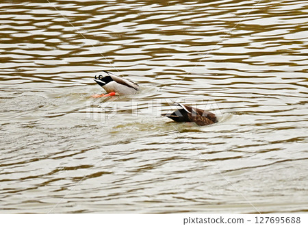 A pair of mallards diving together A pair of mallards diving together 127695688