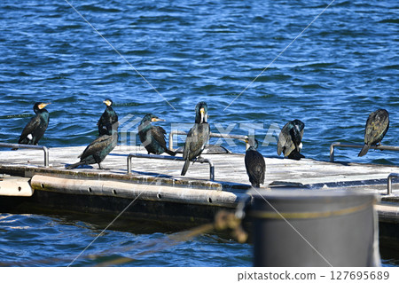 A flock of cormorants gathering on a pier A flock of cormorants gathering on a pier 127695689