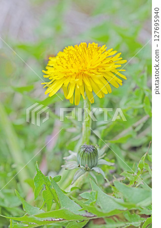房子周圍的花朵 — 各個季節 — 可愛的小黃色蒲公英花在田野裡盛開 127695940