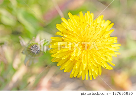 Flowers around the house, various in the four seasons. Cute little yellow dandelion flowers bloomed in the field. Flowers around the house, various in the four seasons. Cute little yellow dandelion flowers bloomed in the field. 127695950