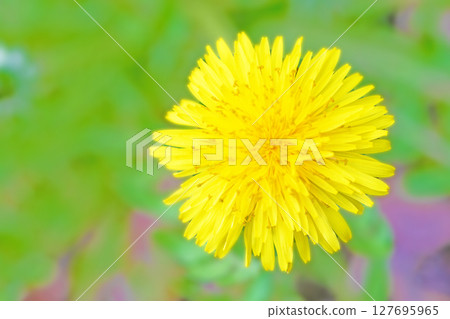 Flowers around the house, various in the four seasons. Cute little yellow dandelion flowers bloomed in the field. Flowers around the house, various in the four seasons. Cute little yellow dandelion flowers bloomed in the field. 127695965