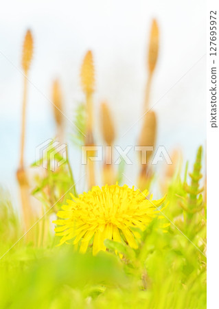 Flowers around the house, various in the four seasons. Cute little yellow dandelion flowers bloomed in the field. Flowers around the house, various in the four seasons. Cute little yellow dandelion flowers bloomed in the field. 127695972