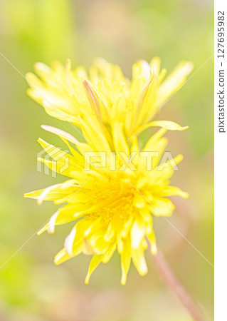 Flowers around the house, various in the four seasons. Cute little yellow dandelion flowers bloomed in the field. Flowers around the house, various in the four seasons. Cute little yellow dandelion flowers bloomed in the field. 127695982
