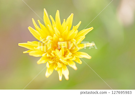 Flowers around the house, various in the four seasons. Cute little yellow dandelion flowers bloomed in the field. 127695983