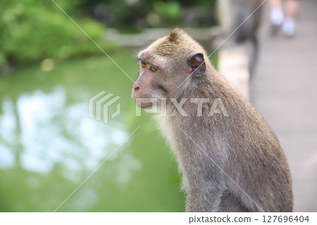 Bali, Ubud, Monkey Forest, Saren Agung Temple 127696404