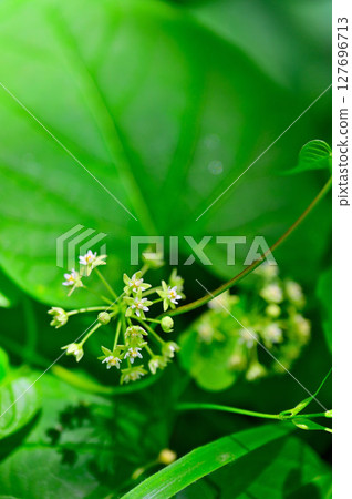Mt. Mitsutoge in the Misaka Mountains: Asclepiadaceae Ikema 127696713