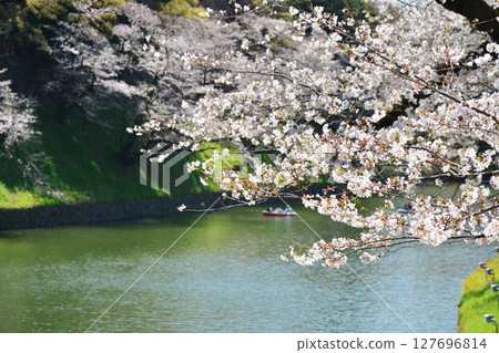 Cherry blossoms at the Imperial Chidorigafuchi Cherry blossoms at the Imperial Chidorigafuchi 127696814