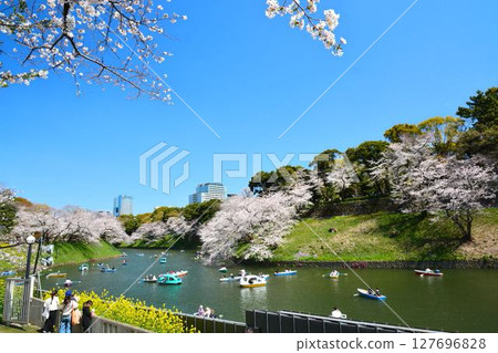 櫻花在Imperial Chidorigafuchi 127696828