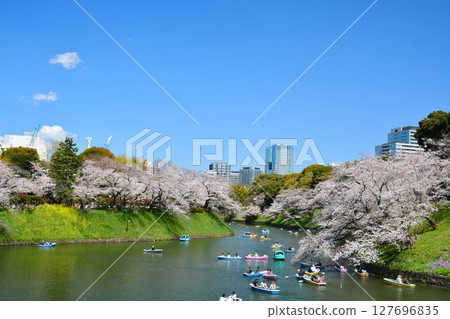 櫻花在Imperial Chidorigafuchi 櫻花在Imperial Chidorigafuchi 127696835