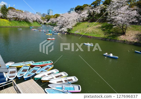 Cherry blossoms at the Imperial Chidorigafuchi Cherry blossoms at the Imperial Chidorigafuchi 127696837