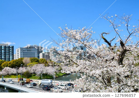 櫻花在Imperial Chidorigafuchi 127696857