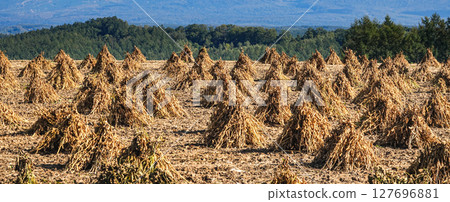 Scenery of soybean piles in autumn with the Tokachi mountain range in the background Scenery of soybean piles in autumn with the Tokachi mountain range in the background 127696881