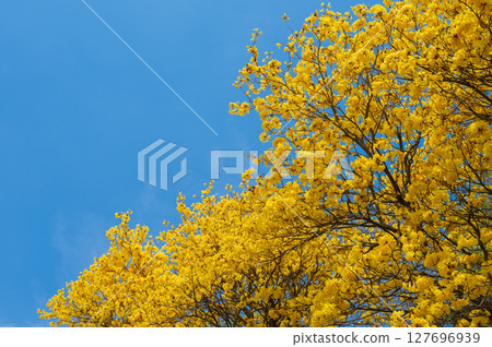 Beautiful golden trumpet tree (others name is Yellow Tabebuia flower) blooming against blue sky. 127696939