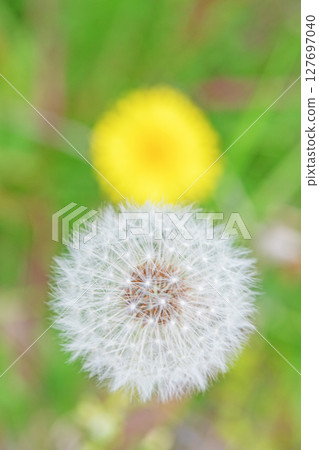 房子周圍鮮花盛開 - 不同的季節 - 蒲公英的白色絨毛閃閃發光。 127697040