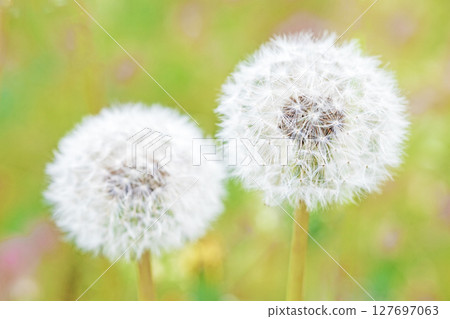 The flowers and plants around the house are of various seasons, and the white fluff of the dandelions shines beautifully. The flowers and plants around the house are of various seasons, and the white fluff of the dandelions shines beautifully. 127697063