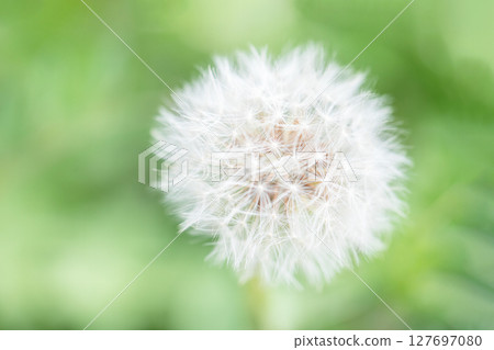 房子周圍鮮花盛開 - 不同的季節 - 蒲公英的白色絨毛閃閃發光。 127697080