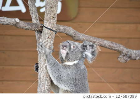 無尾熊在動物園很受歡迎 127697089
